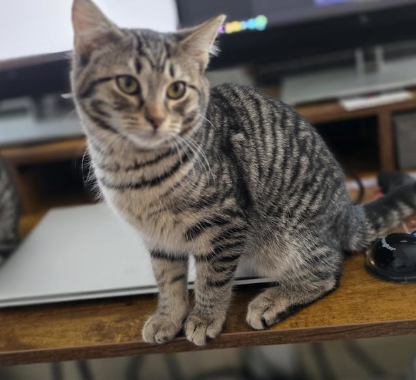 Eli