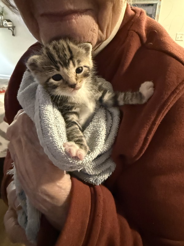 Penelope