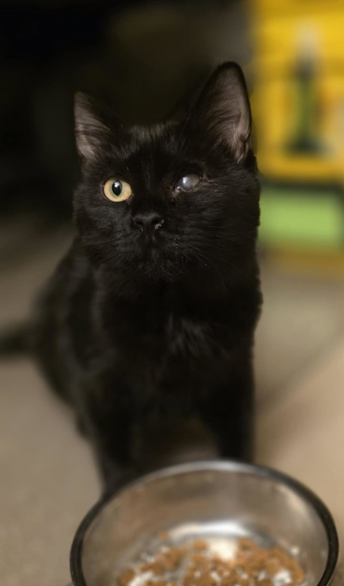 Esmeralda, Young Domestic Medium Hair, cat for adoption in Lancaster, Pennsylvania