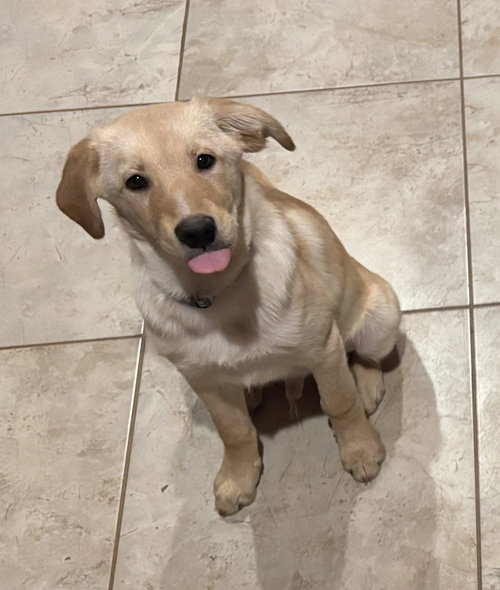 Buddy