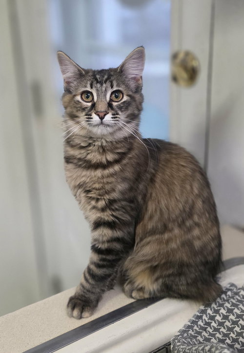 Hailey, Young Domestic Long Hair / Torbie, cat for adoption in Lancaster, Pennsylvania