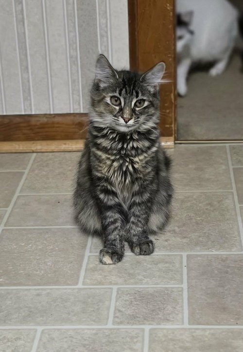 Harlow, Young Domestic Medium Hair, cat for adoption in Lancaster, Pennsylvania