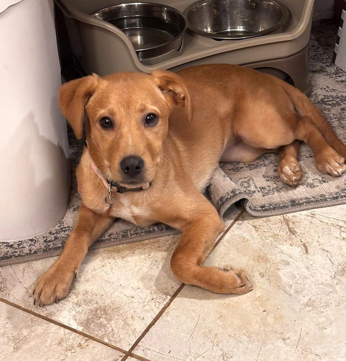 Bixie, an adoptable Hound in MECHANICSBURG, PA