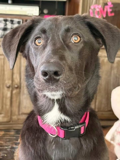 SOPHIE - Labrador Retriever / Border Collie available for adoption