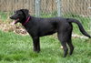 Sophie - Photo 4