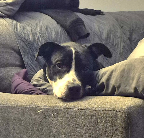RAIN - Pit Bull Terrier available for adoption