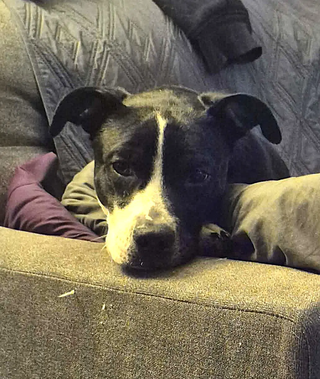 Rain - Pit Bull Terrier