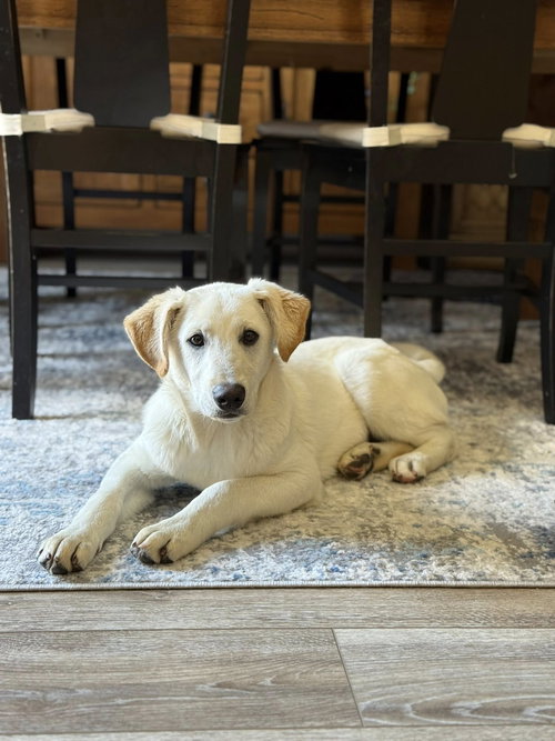 Koda, an adoptable Labrador Retriever in MECHANICSBURG, PA