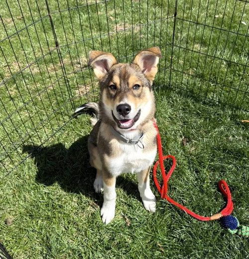 Cody, an adoptable Husky in MECHANICSBURG, PA