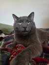 Toby