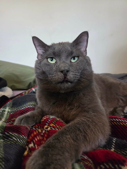 Toby, Adult Domestic Medium Hair / Russian Blue / Mixed, cat for adoption in Lancaster, Pennsylvania