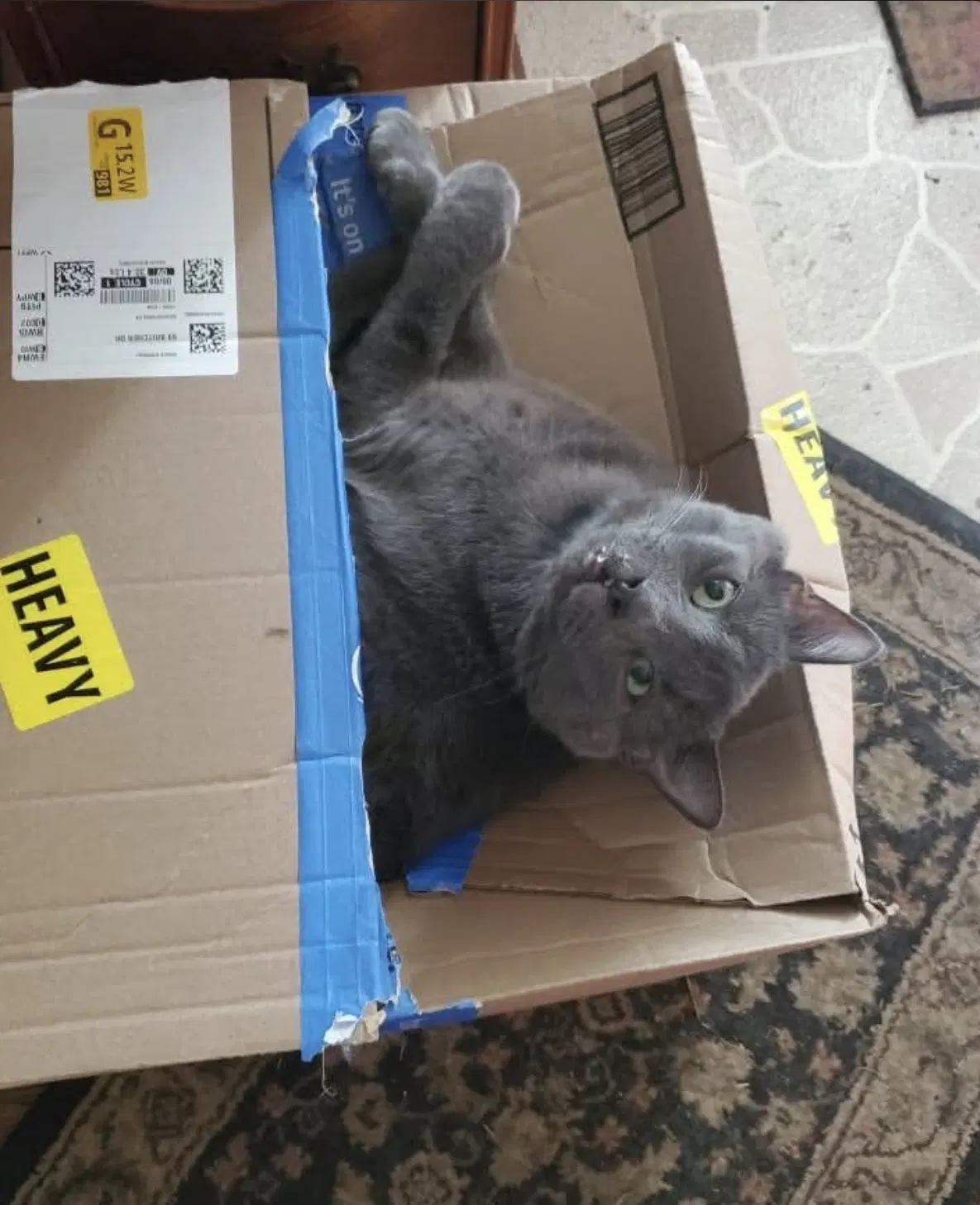 Toby - Domestic Medium Hair