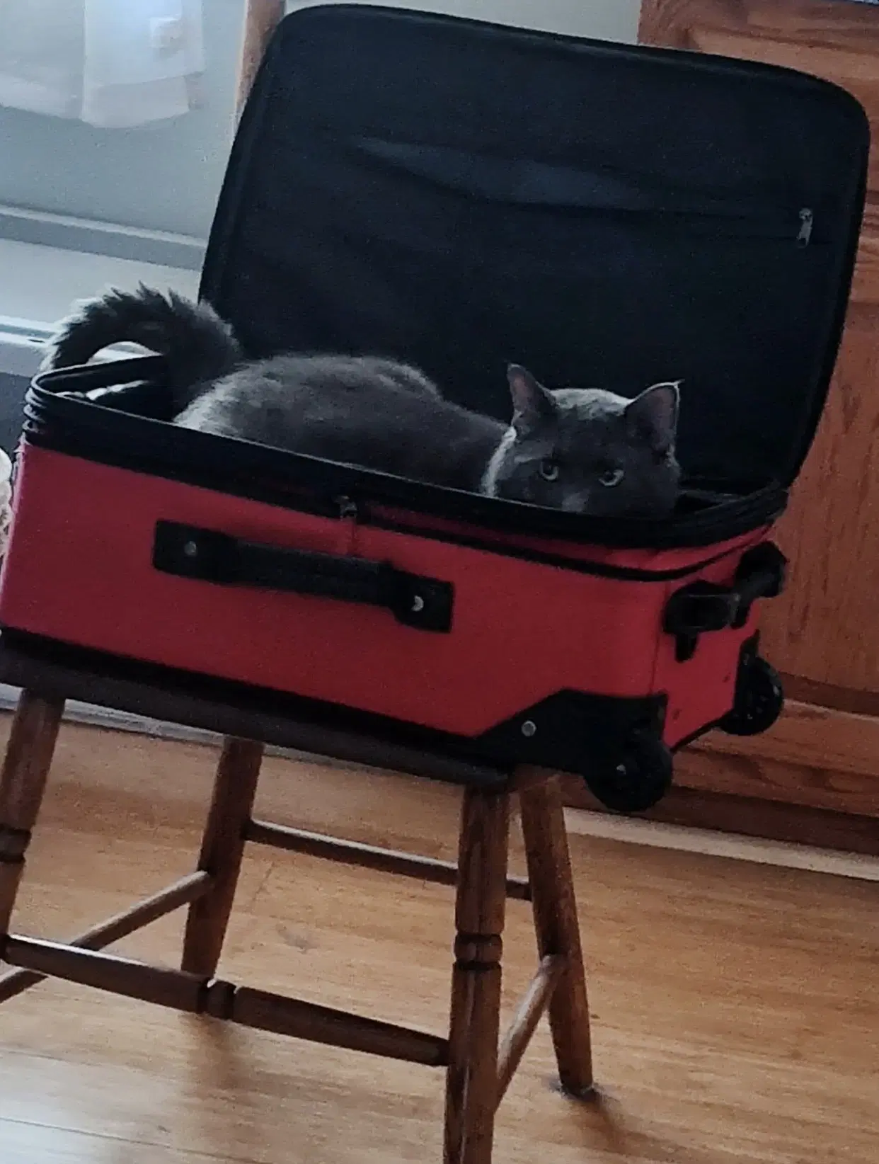 Toby image 2