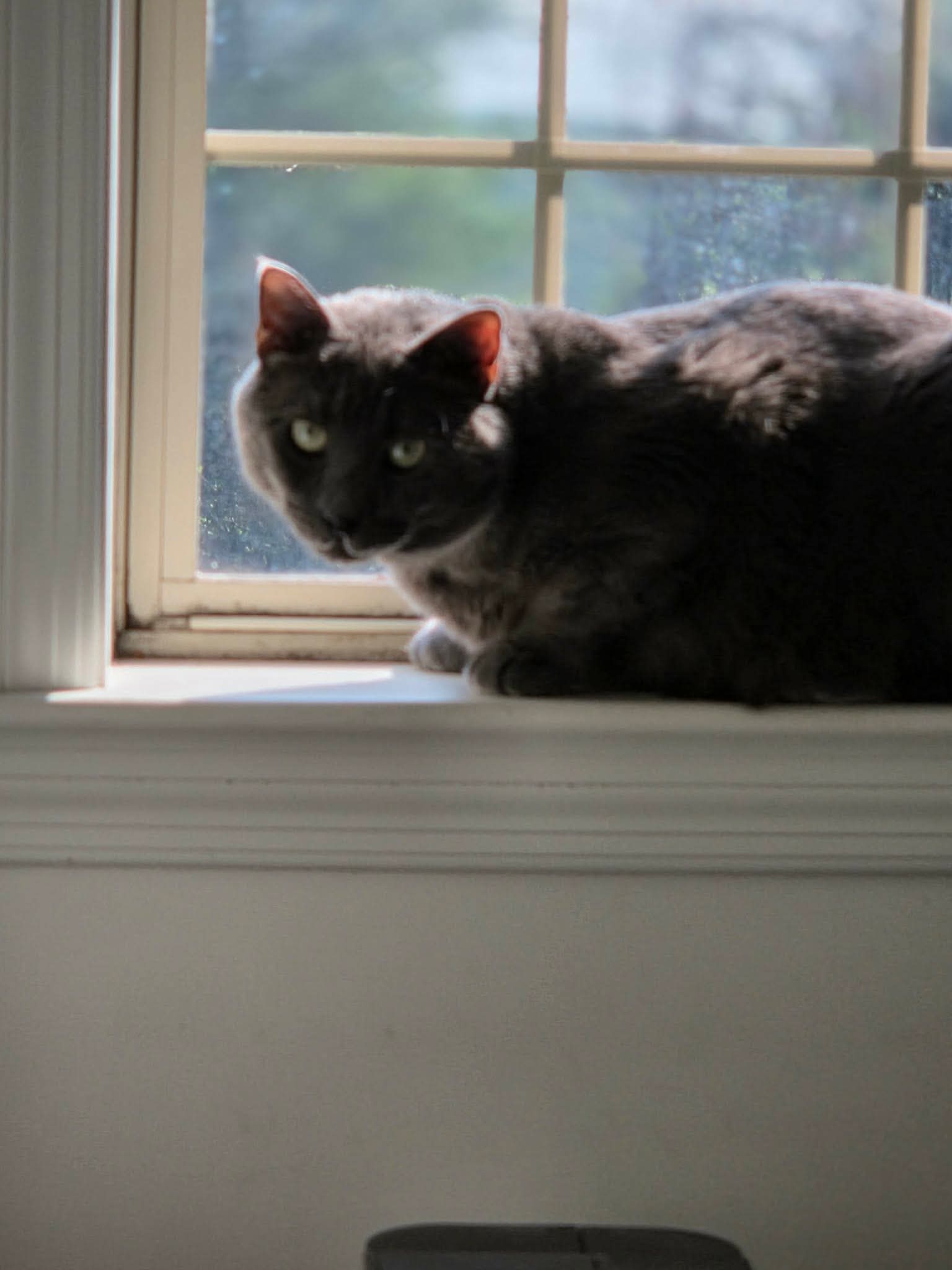 Toby, photo 3