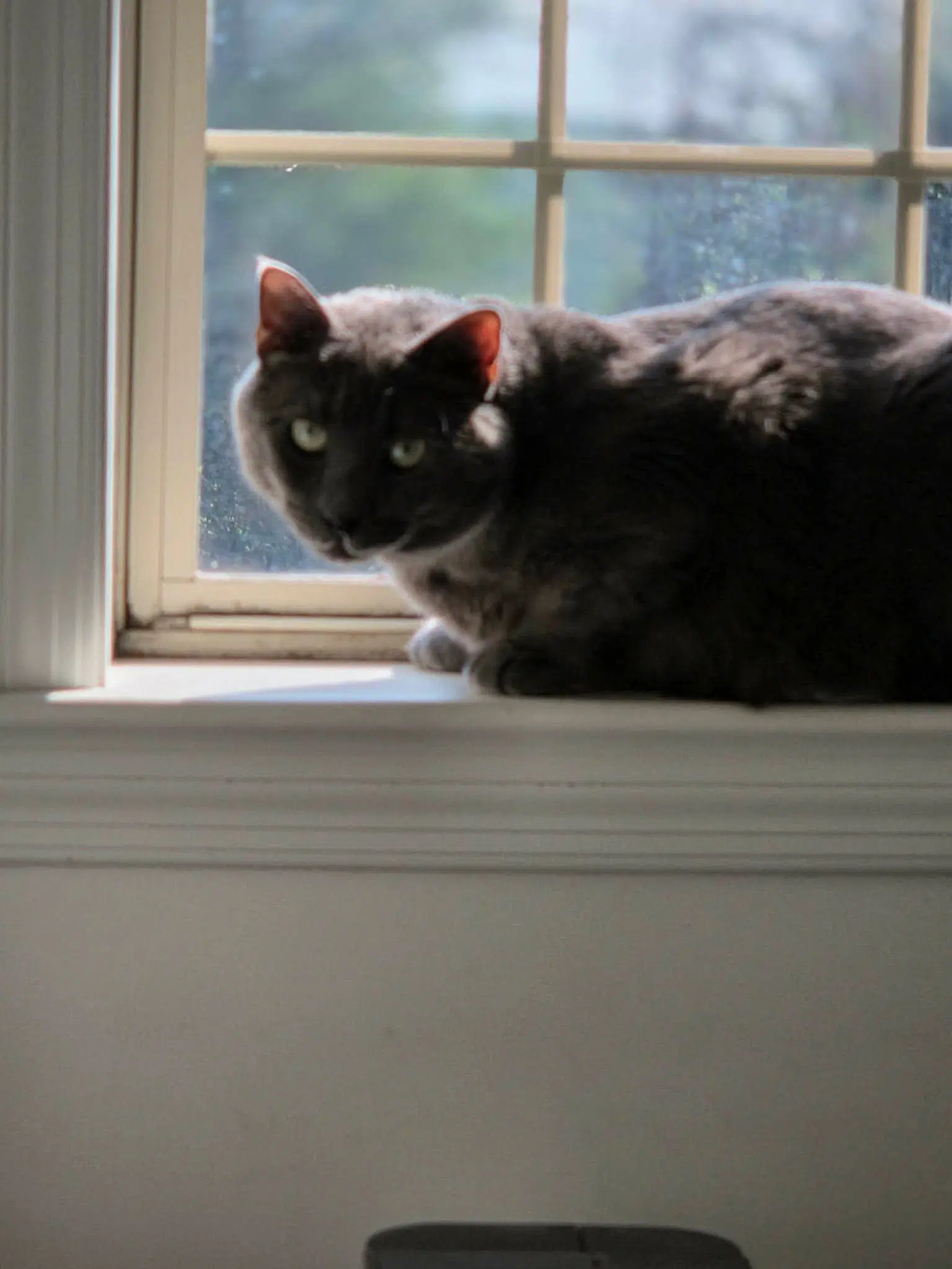 Toby image 3