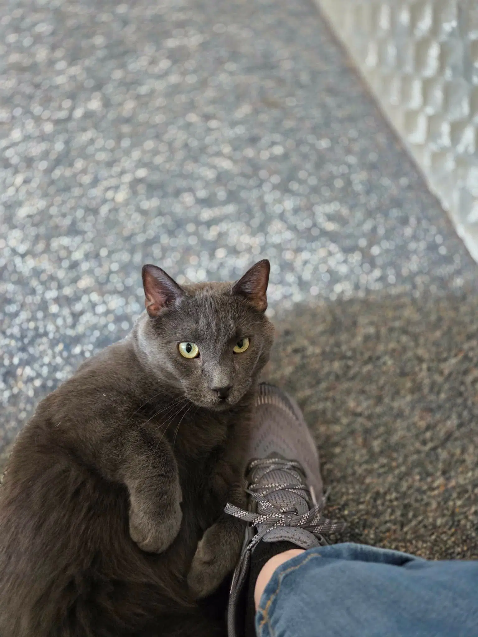 Toby image 4