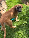 Mavis - Photo 4