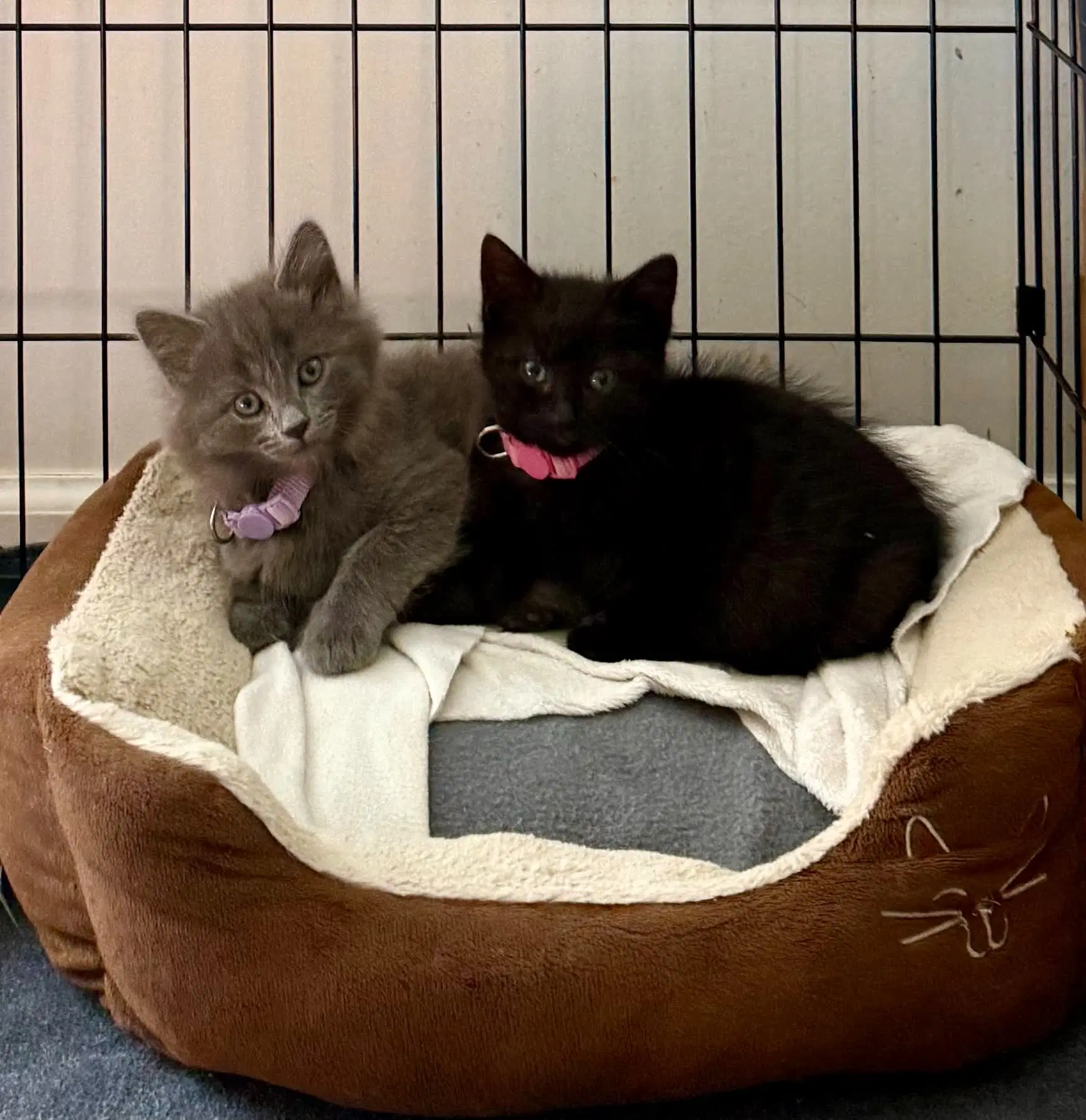 Ethel  Lucy - Domestic Medium Hair