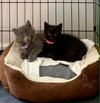 Ethel & Lucy