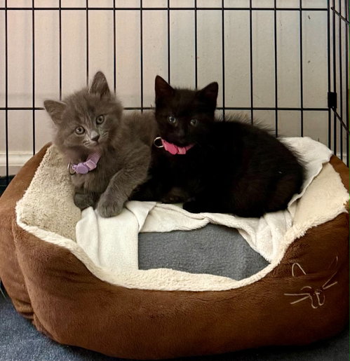 Ethel & Lucy