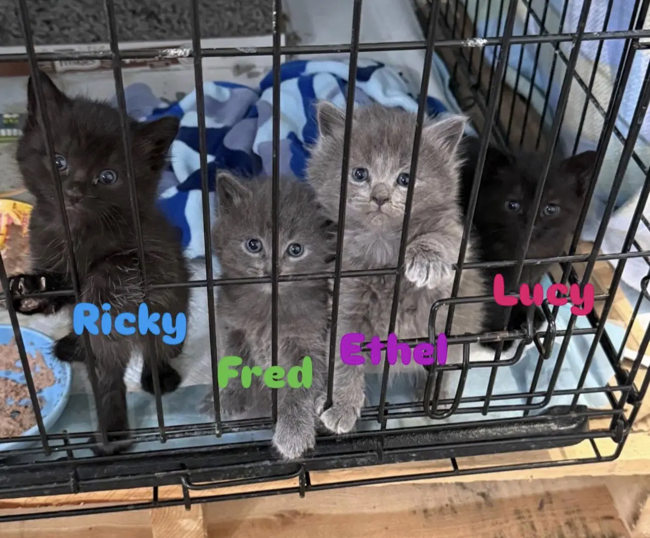 Fred  Ricky image 3