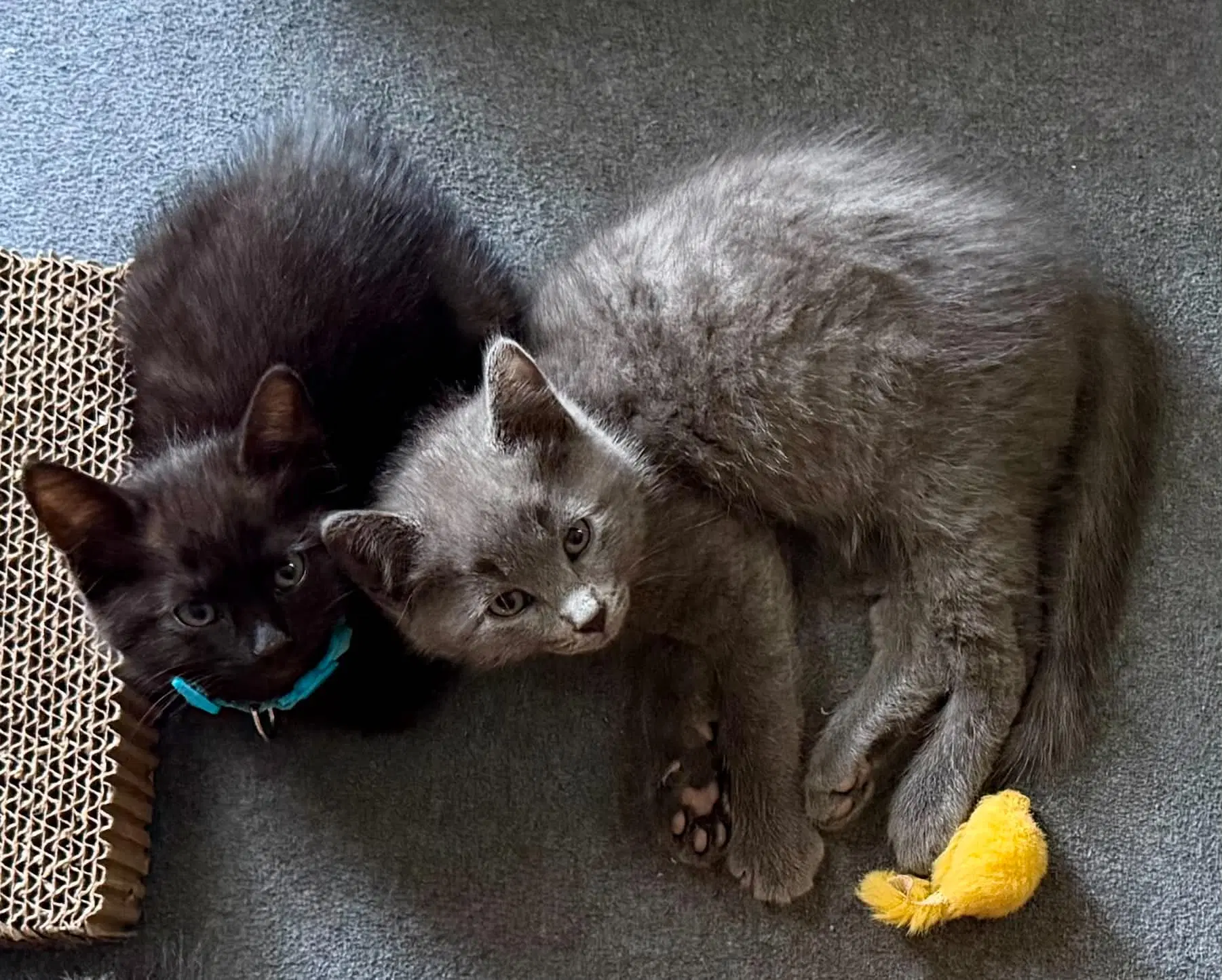 Fred  Ricky - Domestic Medium Hair