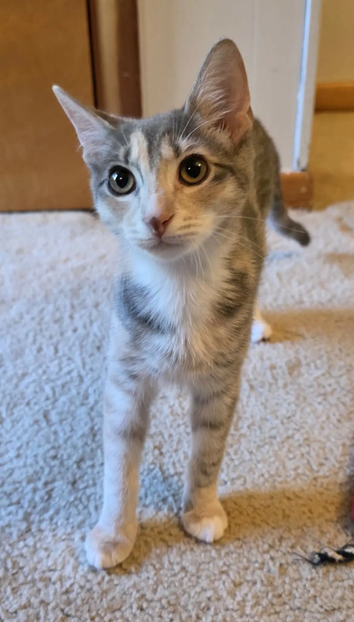 Isadora - Domestic Short Hair