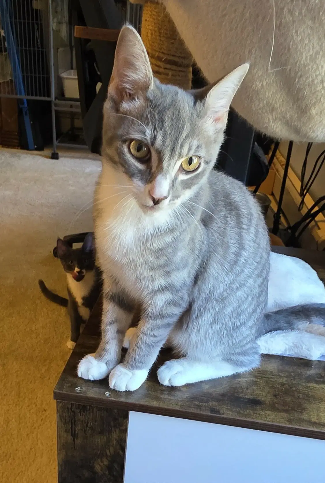 Isaiah - Domestic Short Hair