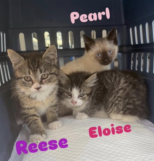 Eloise photo 3