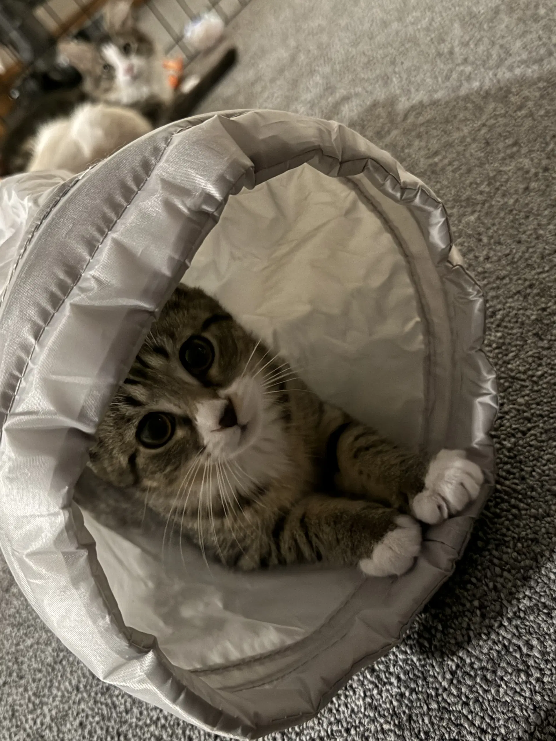 Reese - Domestic Short Hair