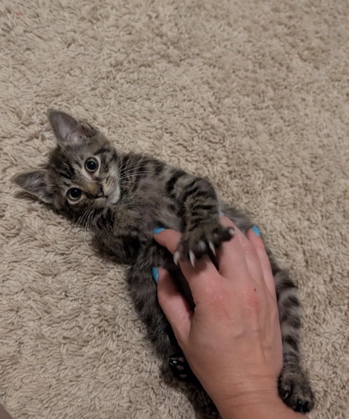 Bell, an adoptable Tabby in MECHANICSBURG, PA
