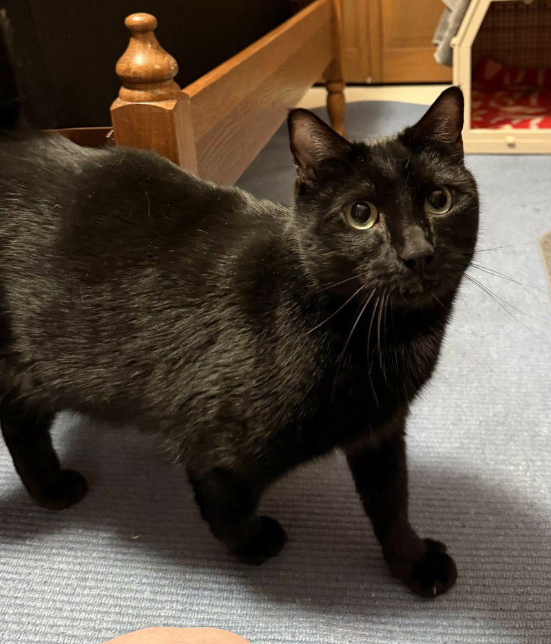 Luna, photo 3
