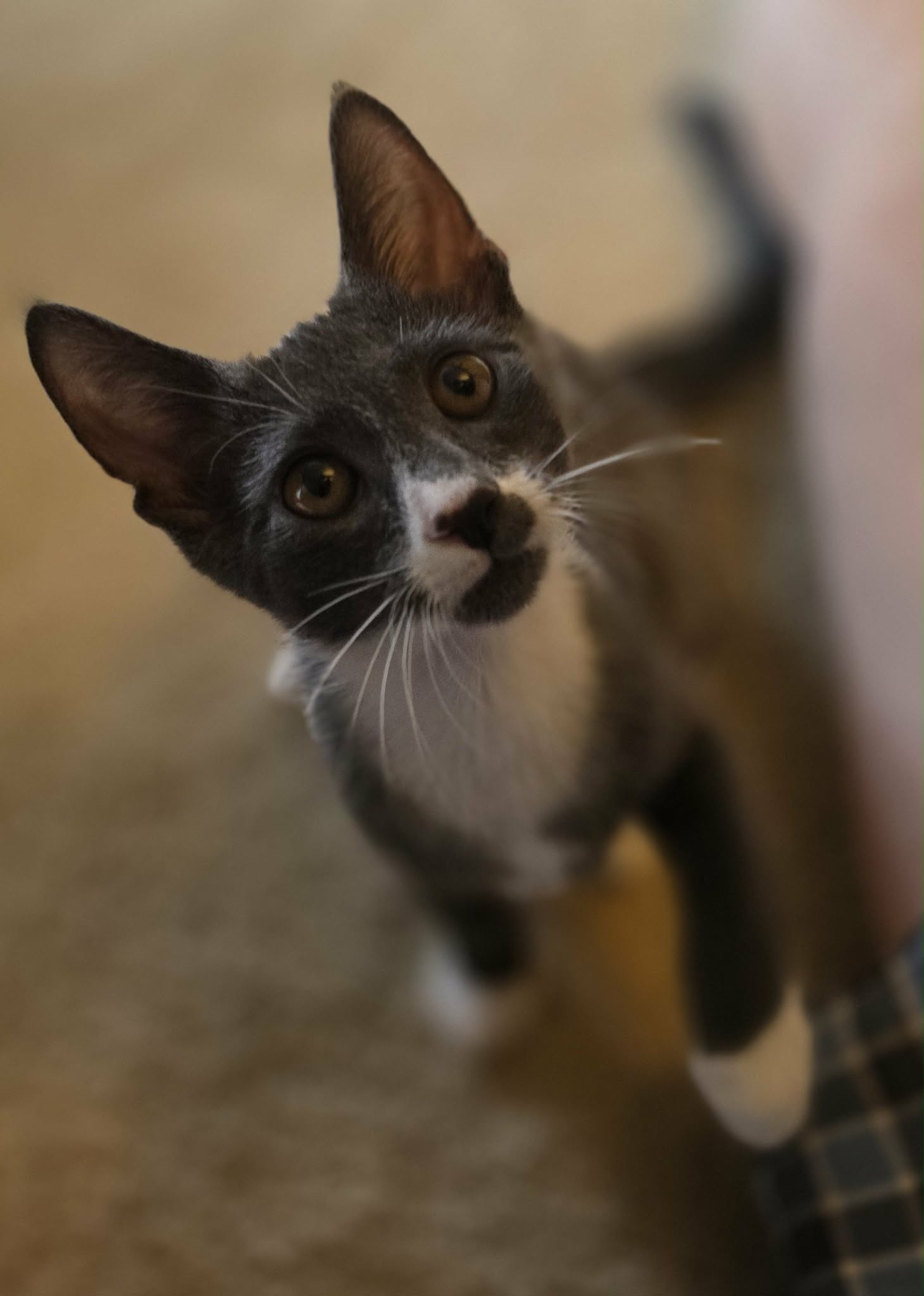 Kelvin, photo 3