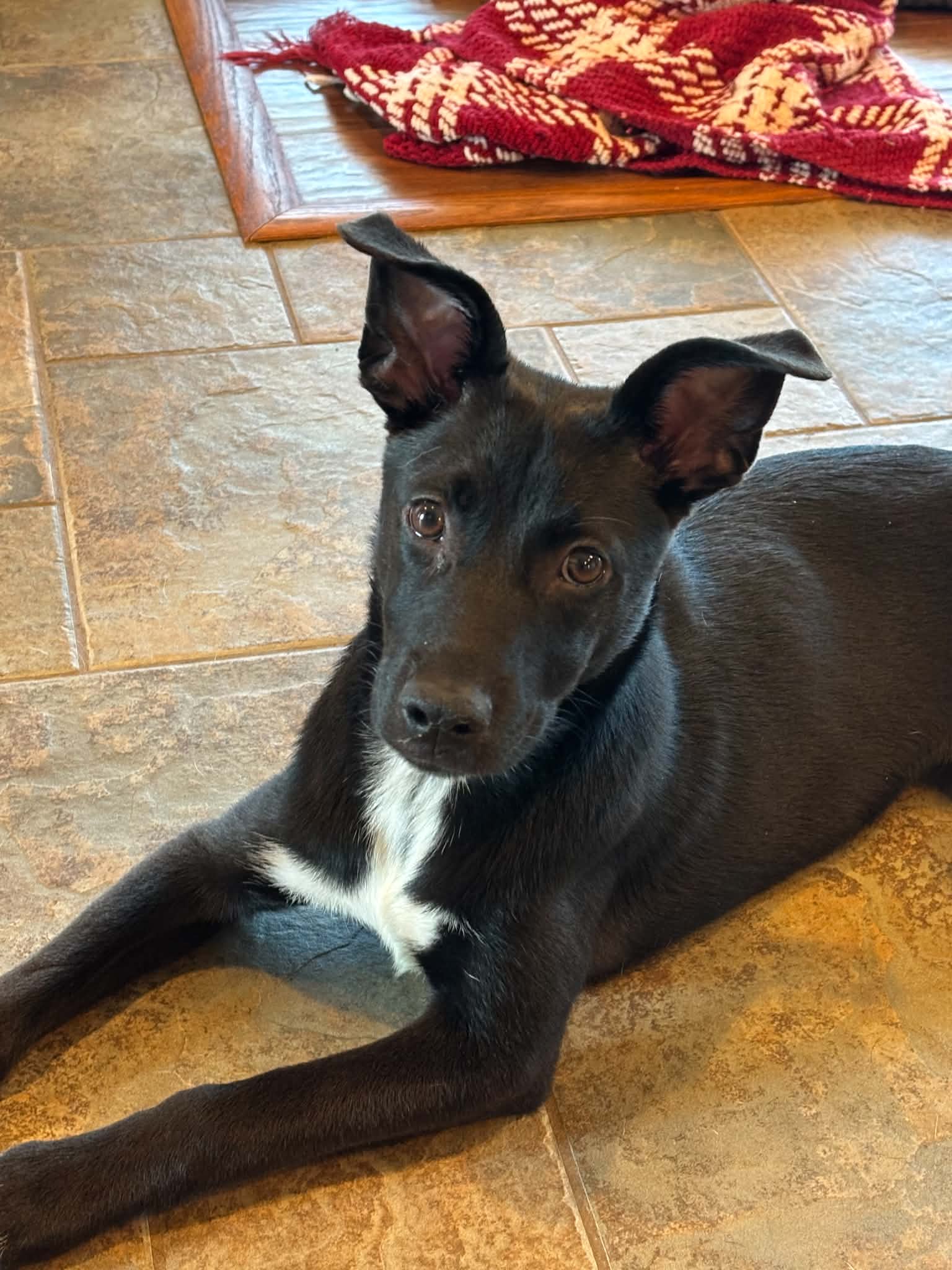 Zuri - Cattle Dog