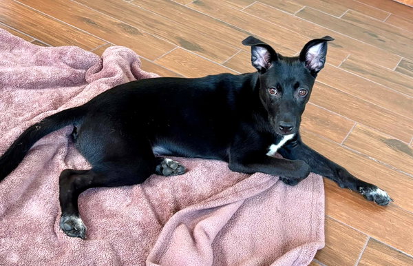 Zuri