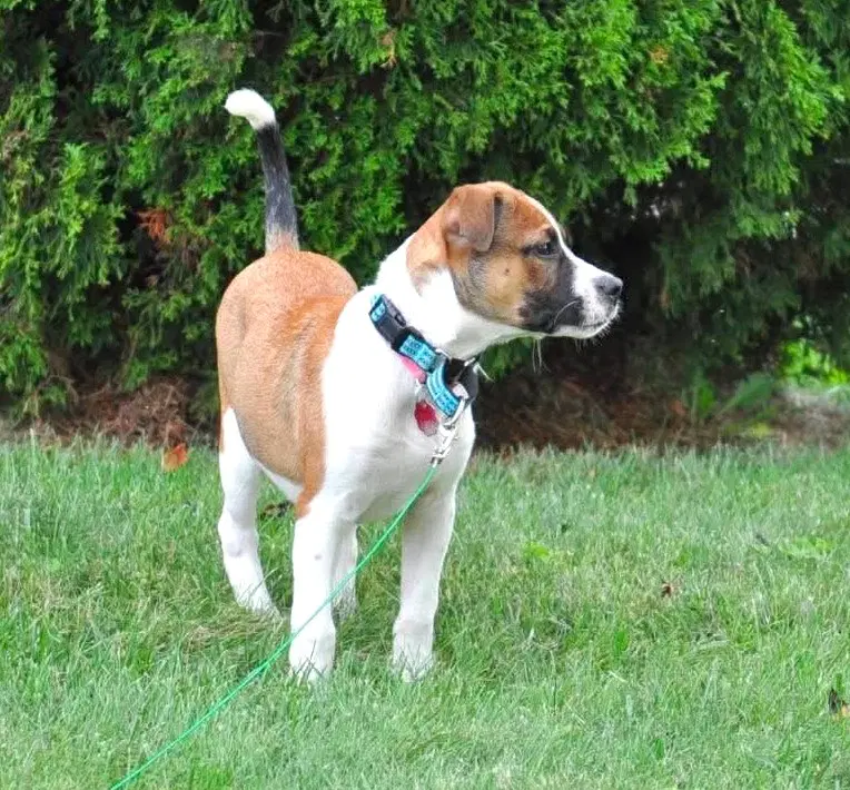 Timon image 2