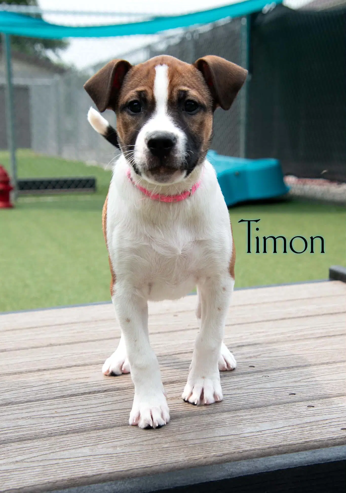 Timon image 3