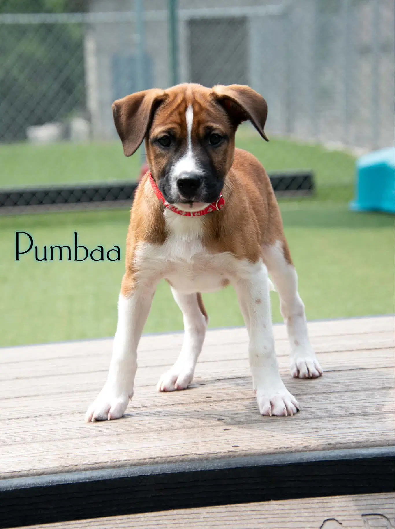 Pumbaa image 3