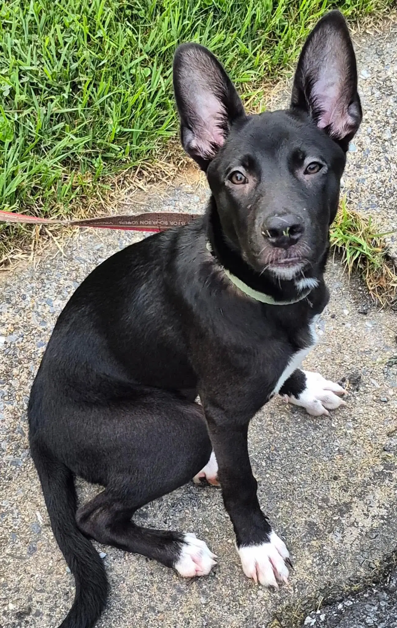 Hanna - Shepherd