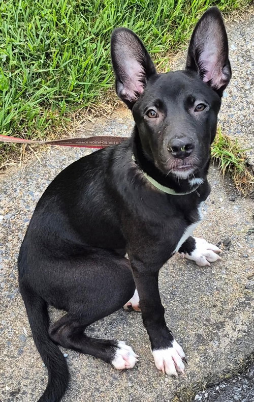 Hanna, a dog for adoption from Worthy Tails Animal Rescue