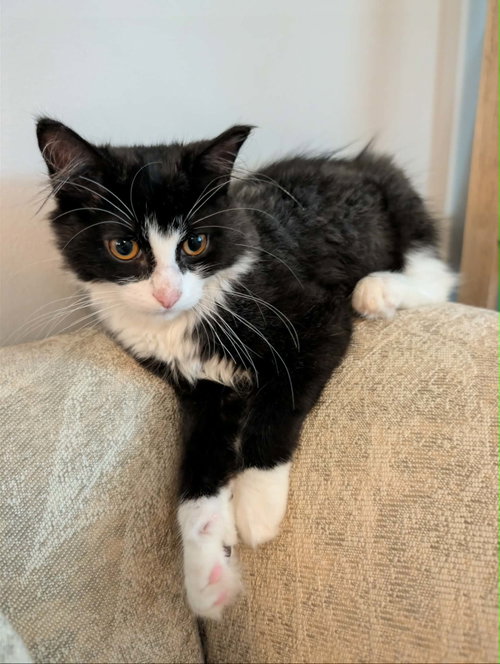 Banana, a cat for adoption from Worthy Tails Animal Rescue
