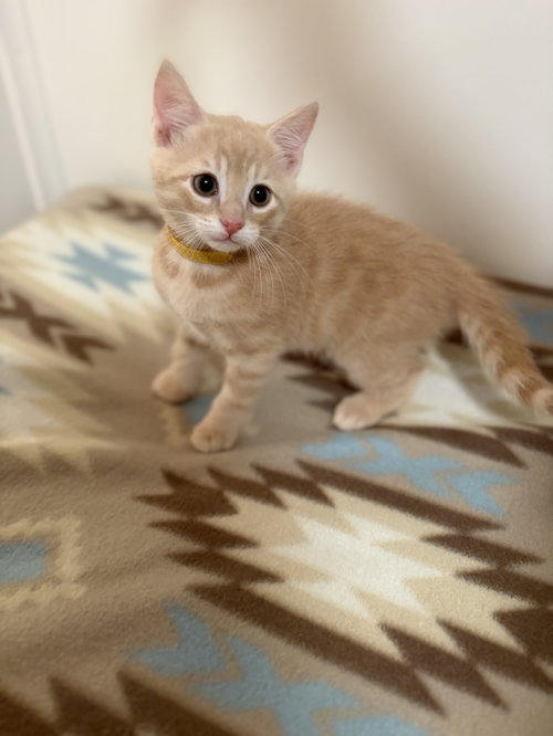 Cheddar, a cat for adoption from Worthy Tails Animal Rescue