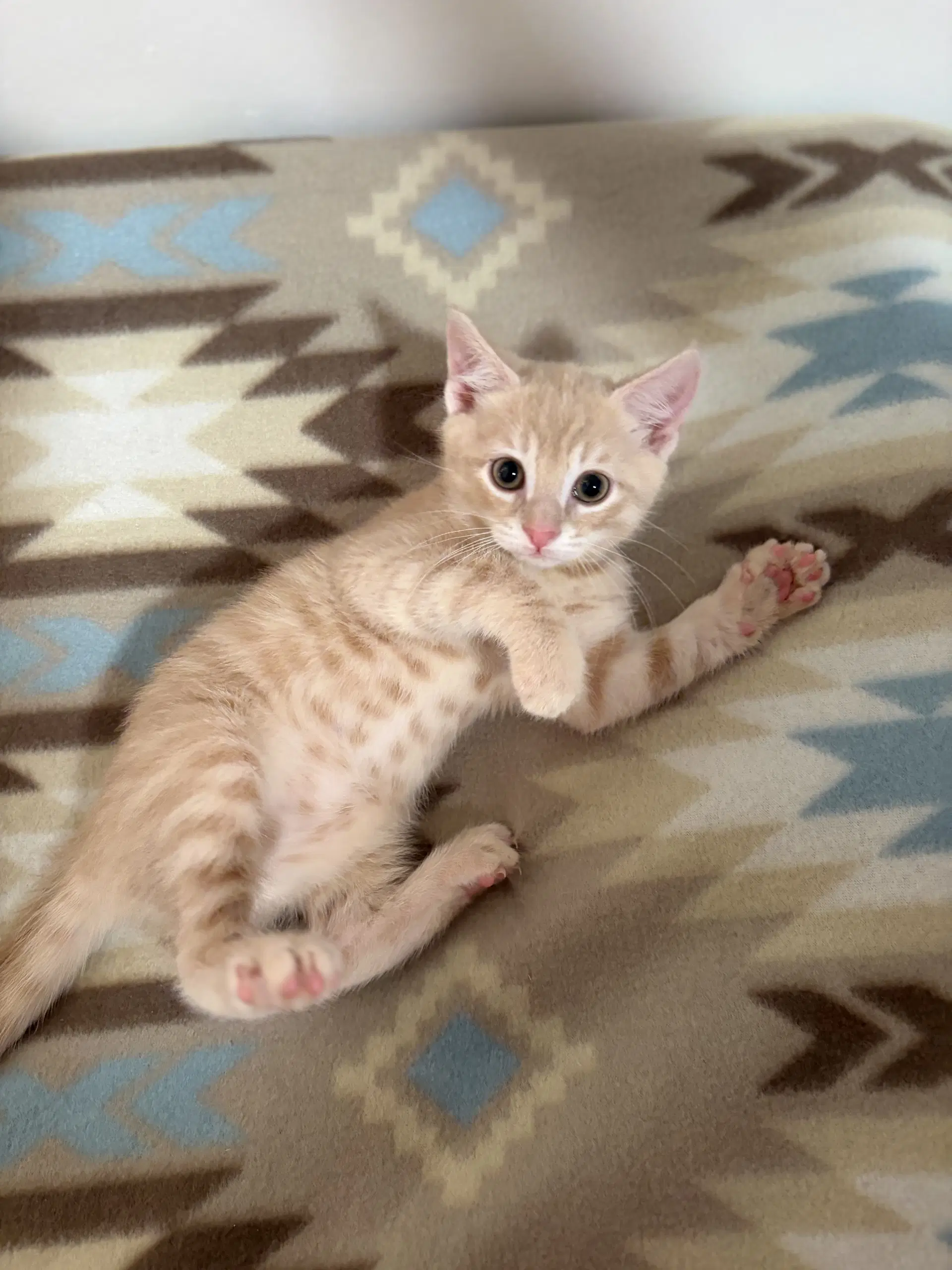 Cheddar image 2