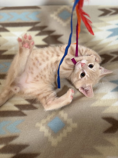 Photo 4 of Cheddar