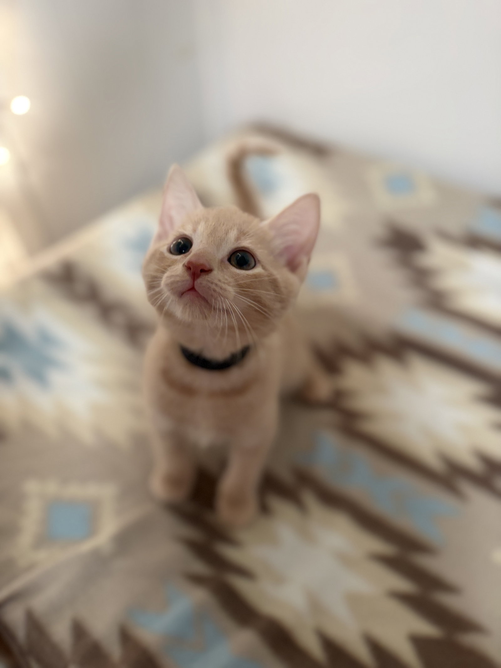 Colby, Domestic Short Hair