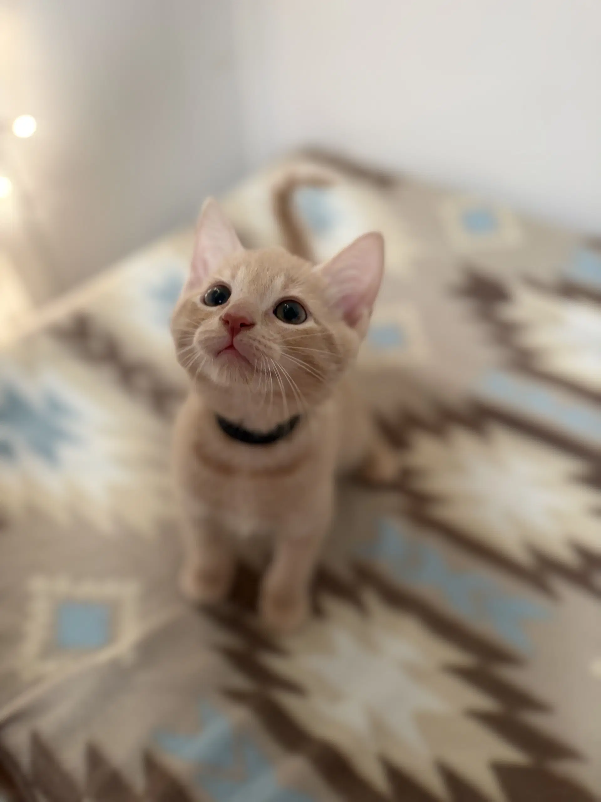 Colby - Domestic Short Hair