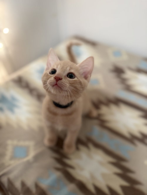 Colby, a cat for adoption from Worthy Tails Animal Rescue