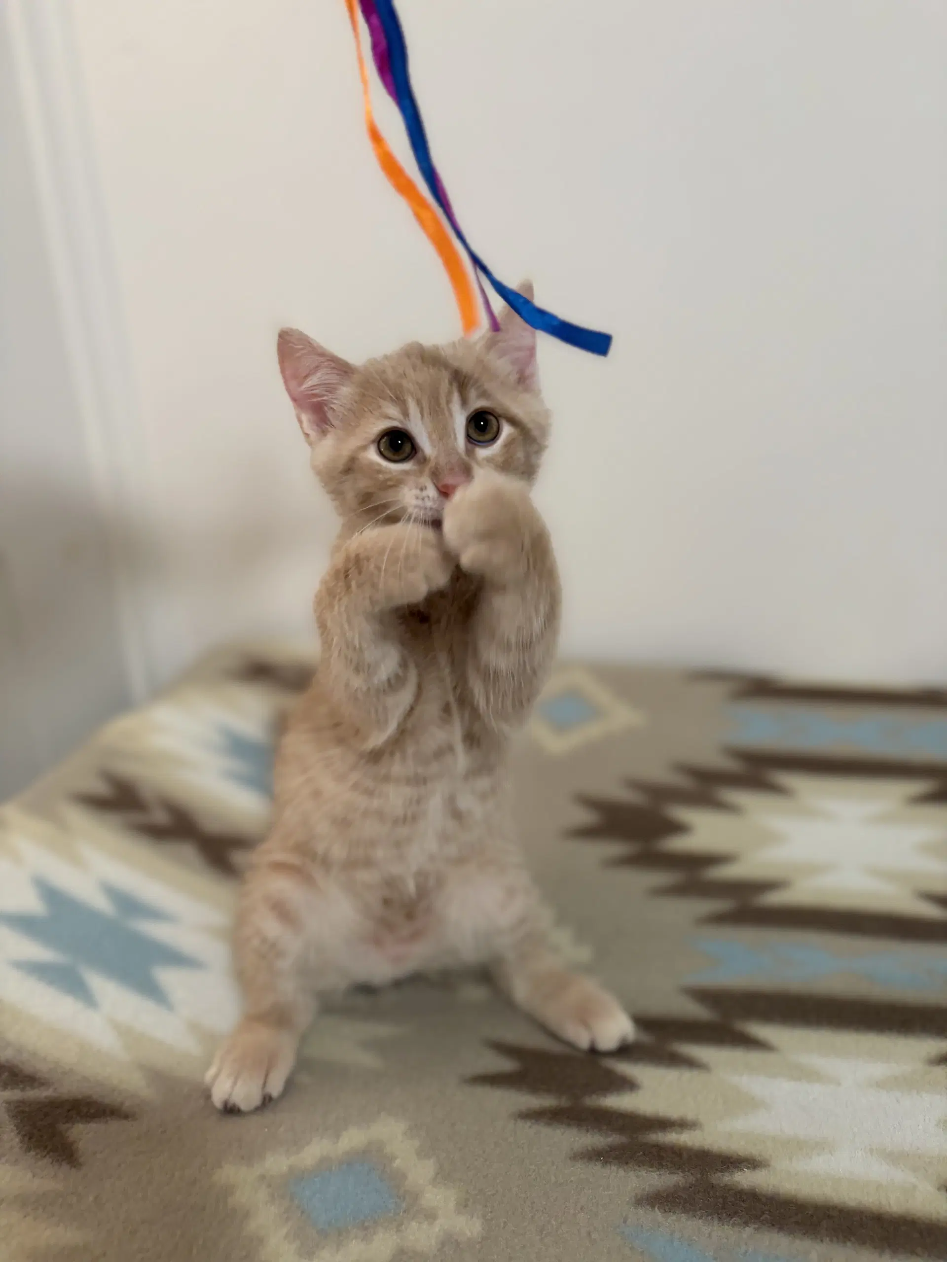 Nacho - Domestic Short Hair