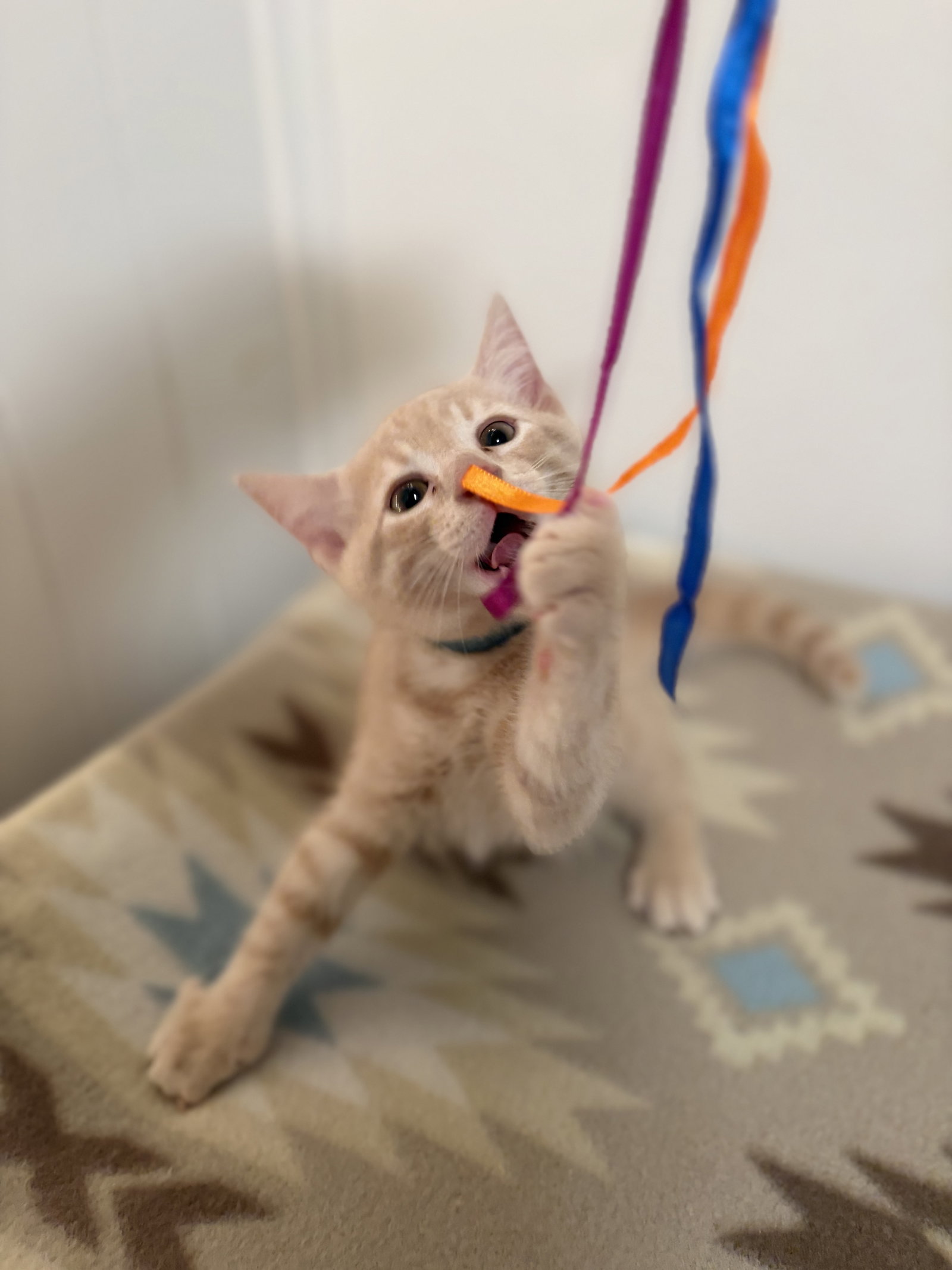 Queso, Domestic Short Hair