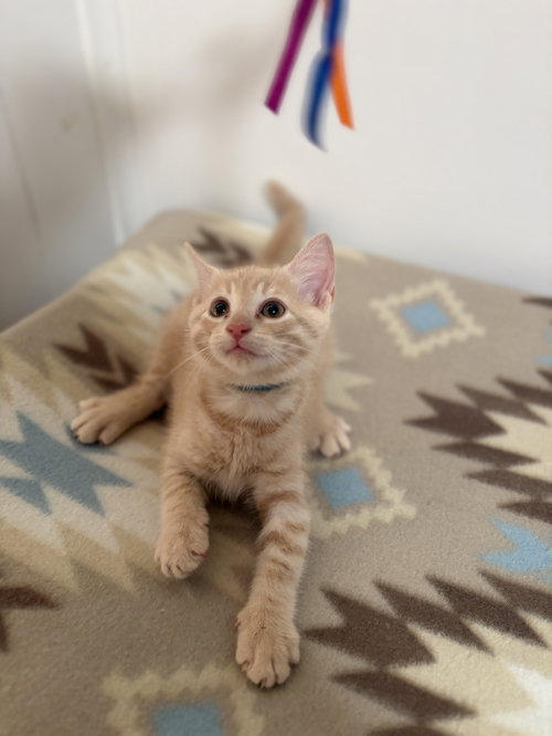 Photo 4 of Queso
